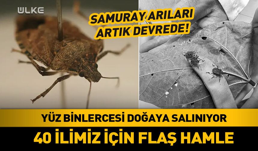 40 ilde yüz binlercesi doğaya salınıyor...