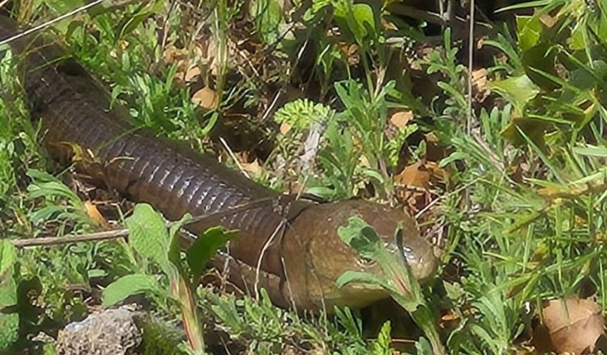 O ilimizde görüldü: Demir yılan...