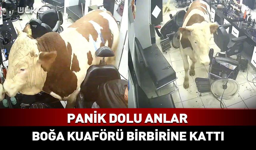 O anlar kamerada! Kurbanlık boğa kuaförü birbirine kattı