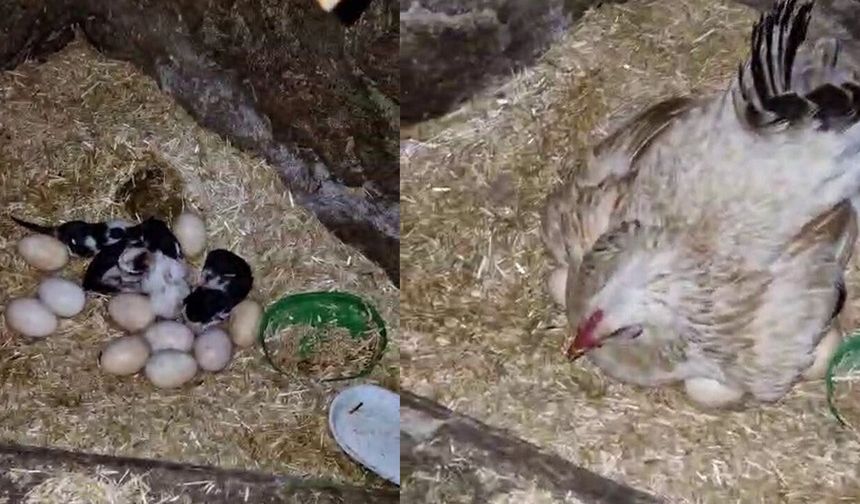 Anne kedi hayatının şokunu yaşadı! Olmaz denilen şey oldu