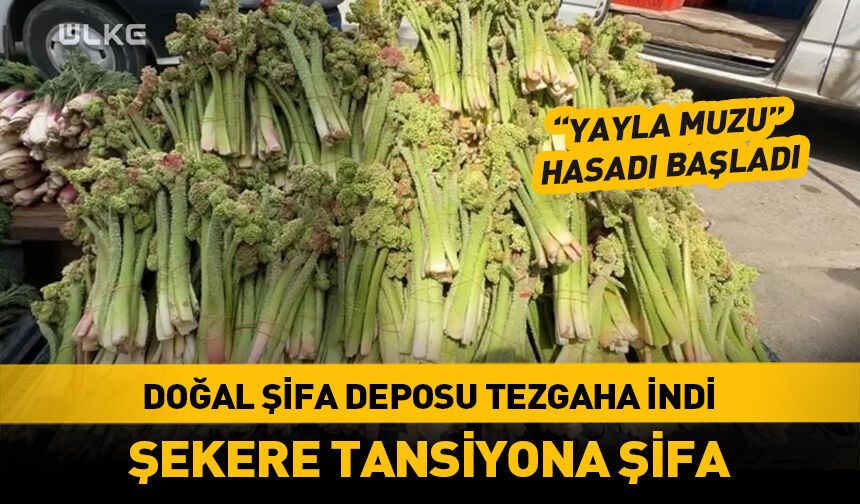 "Yayla muzu" tezgahlara indi! C vitamini deposu, şekere tansiyona şifa...