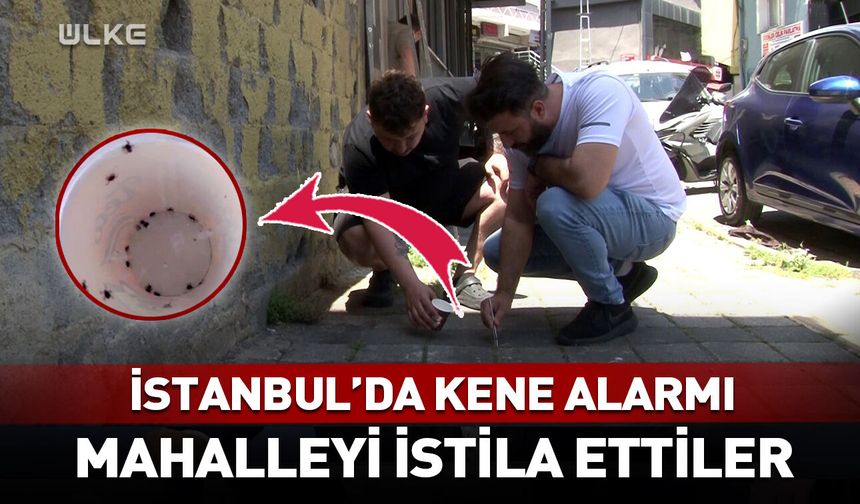 İstanbul'da kene alarmı! Mahalleyi istila ettiler