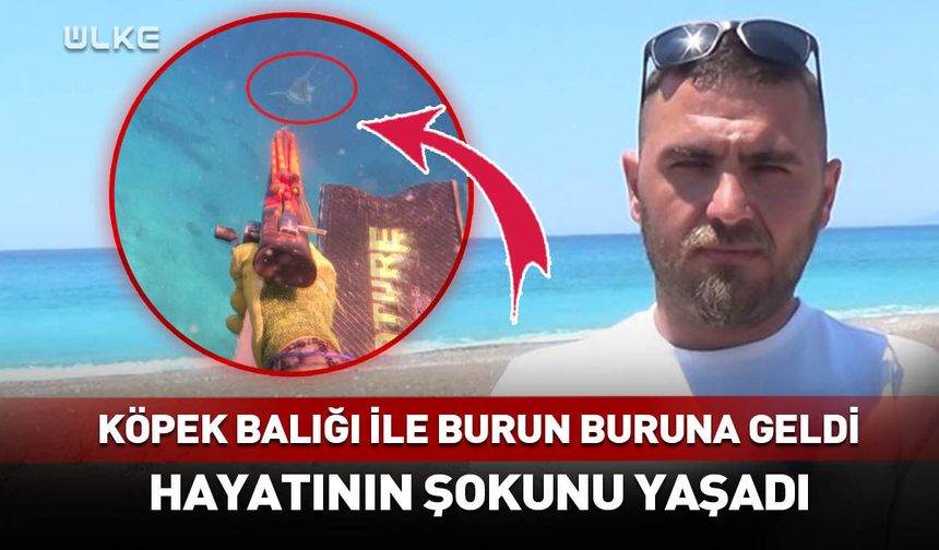 Köpek balığı ile burun buruna geldi! Hayatının şokunu yaşadı