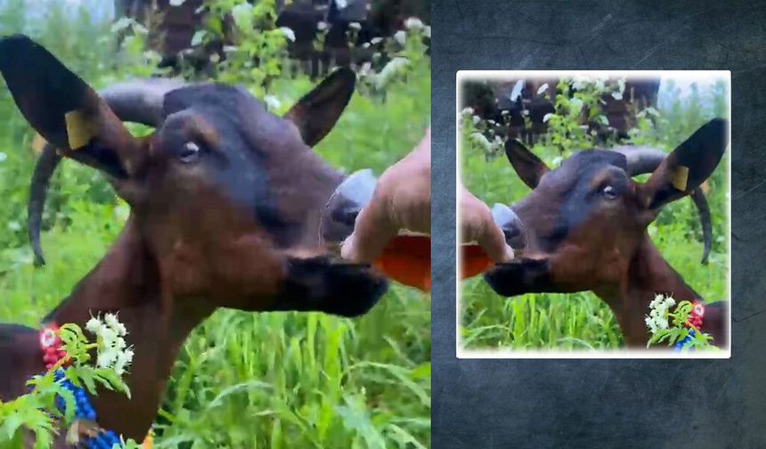 Keçi bardağındaki çaya ortak oldu 🐐☕