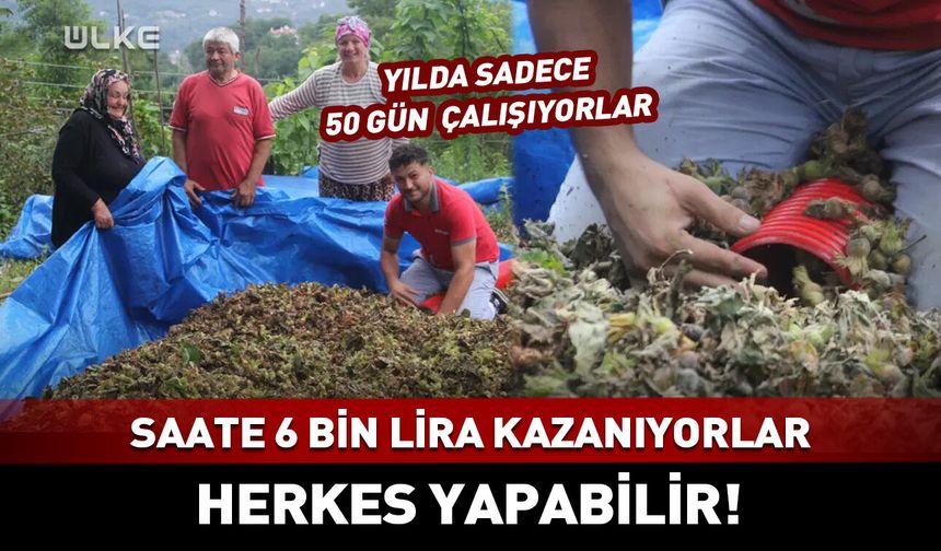 50 günde 300 bin lira kazandı! Herkes yapabilir