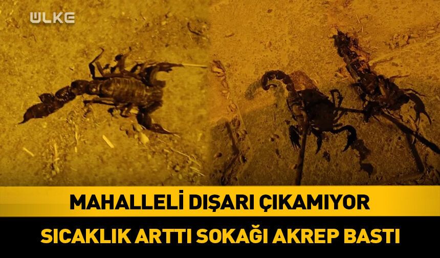 Köy halkı tedirgin! Evlere kadar girdiler