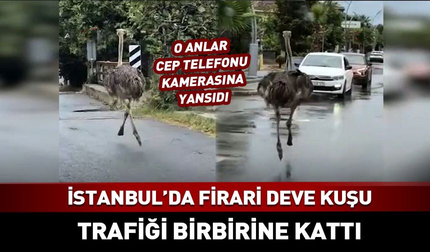 İstanbul'da firari deve kuşu paniği! Trafiği birbirine kattı
