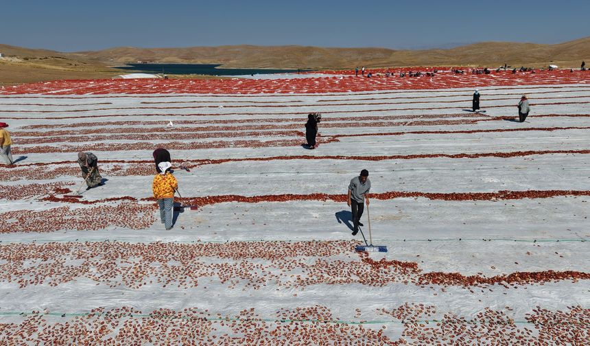 Elazığ domatesleri dünya sofralarında!