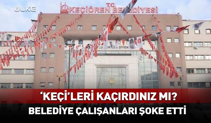 'Keçi'leri kaçırdınız mı? Belediye çalışanları şoke etti...