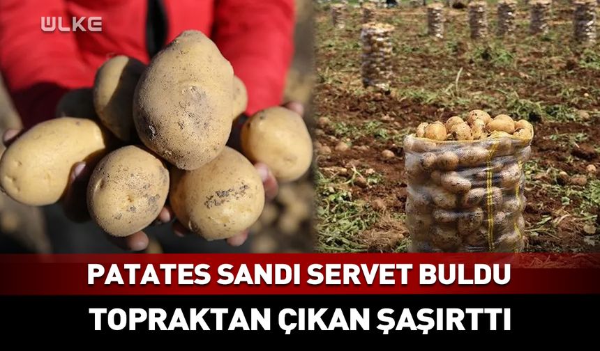 Patates sandı servet buldu! Toprağın altından çıkan altın külçesi dudak uçuklattı