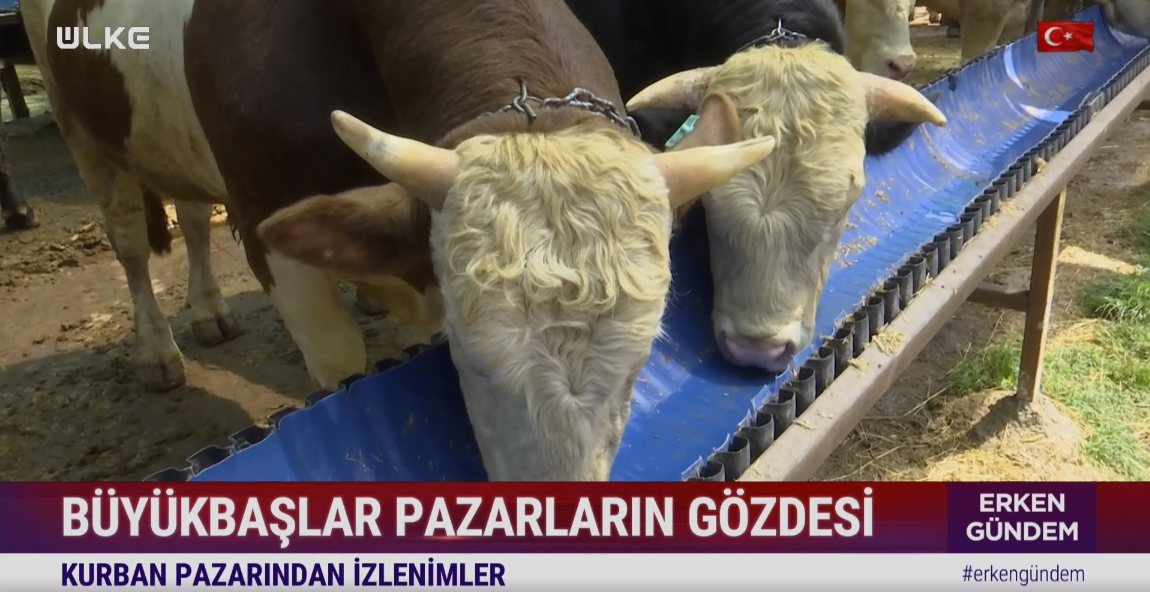 kurban-fiyatları-ne-kadar