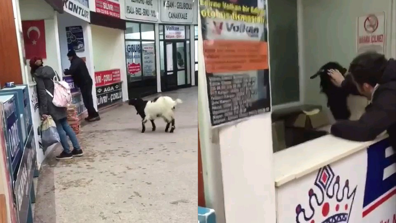 Kurban Bayramı Keci Plan-1
