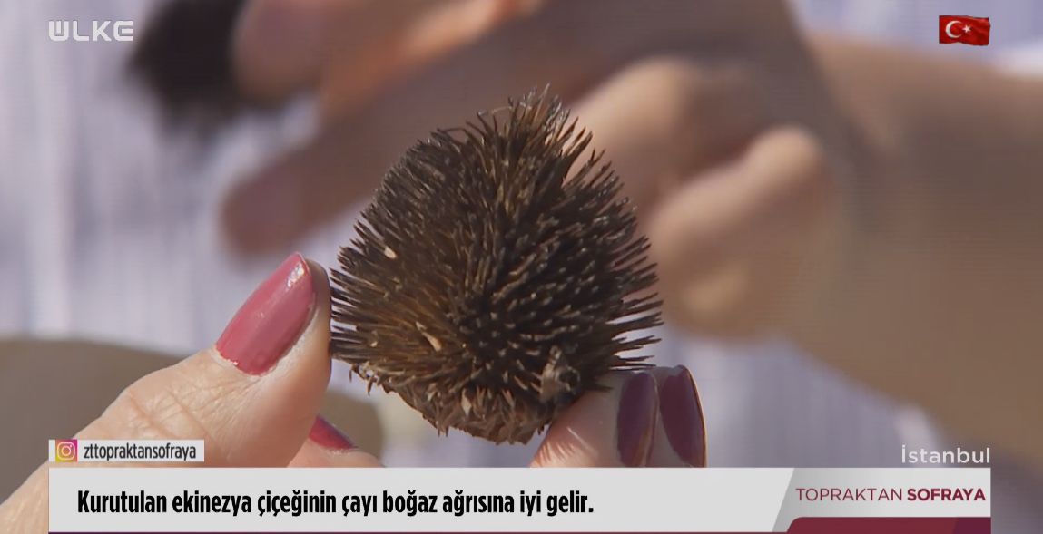 ekinezya