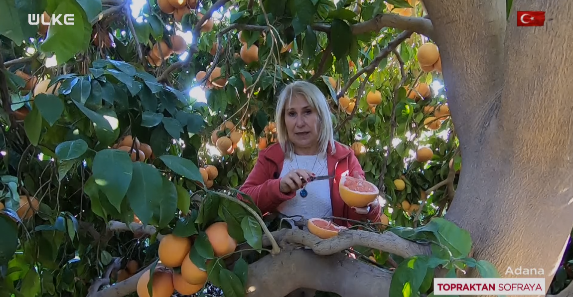Greyfurt Topraktan Sofraya