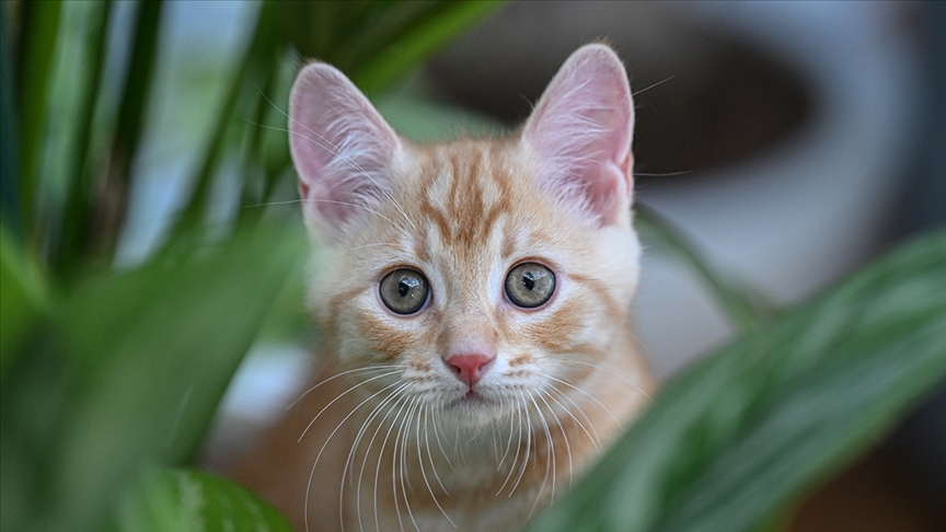 Kedi Tuyu Kacti Oldu Iddiaları