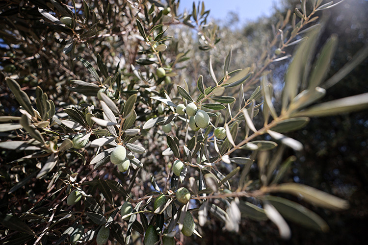 Bin Yillik Zeytin Agaci