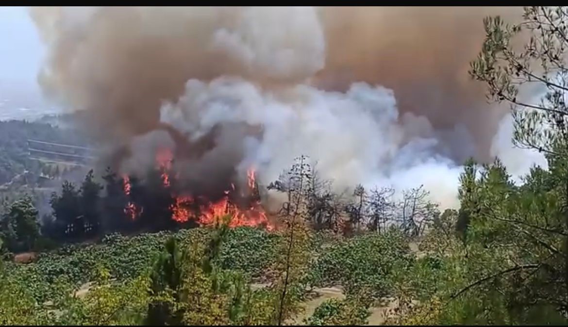 Bursa Orman Yangini Sondakika Haber (2)
