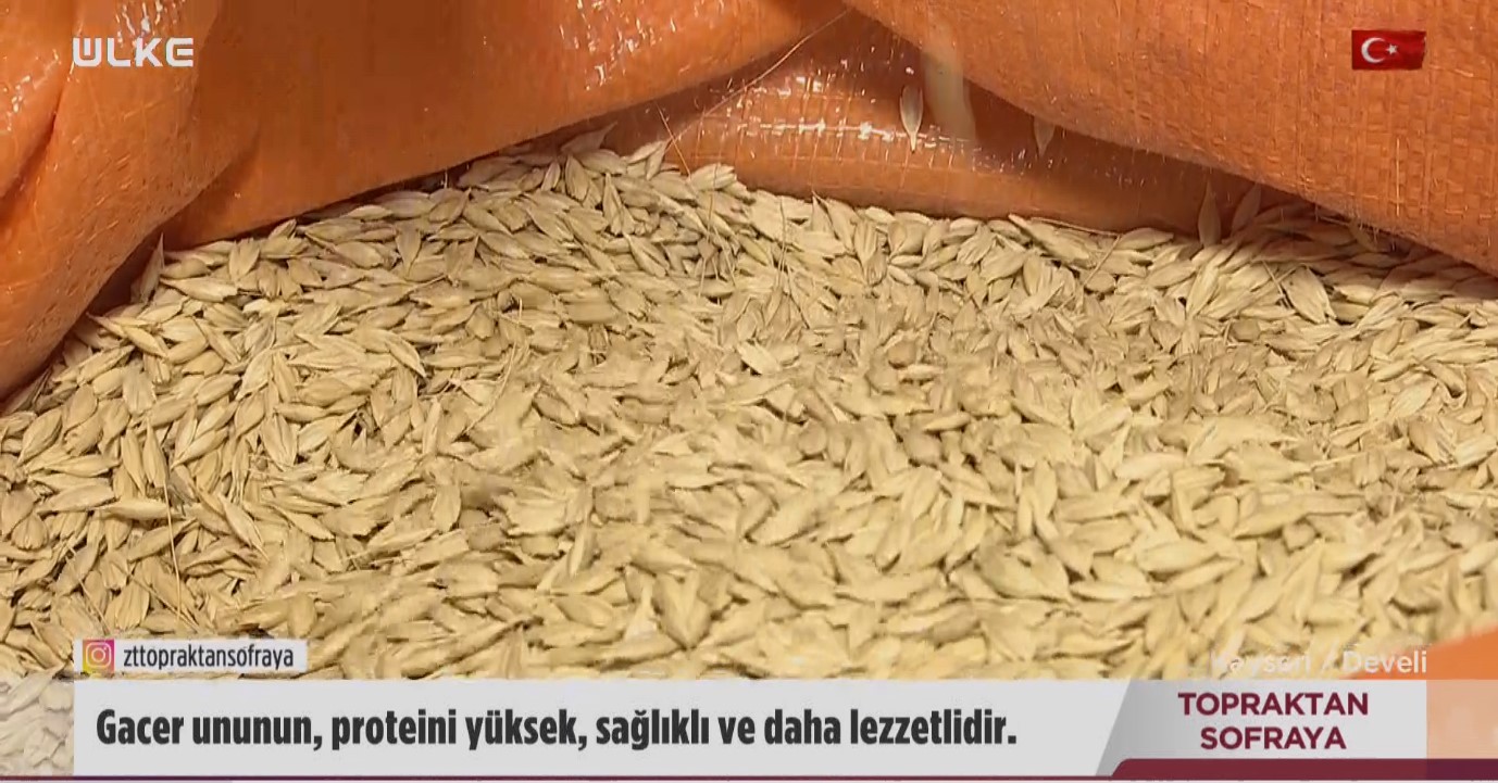 Gacer Unu Bugday Ata Tohumu