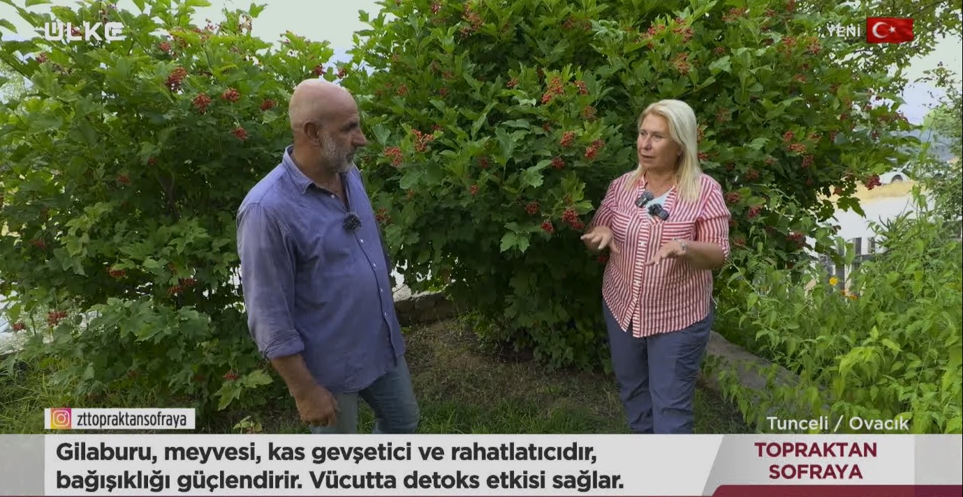 Gilaburu Meyvesi Topraktan Sofraya Tunceli