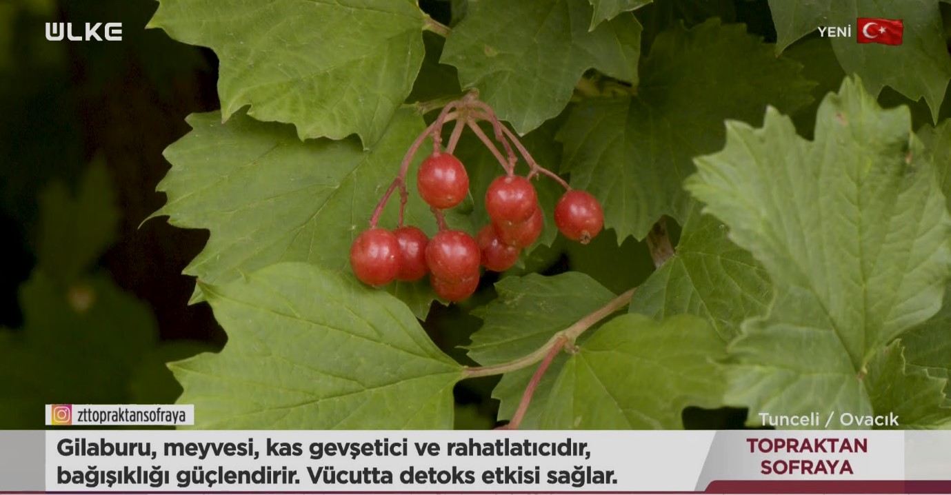 Gilaburu Meyvesi Tunceli Ovacik