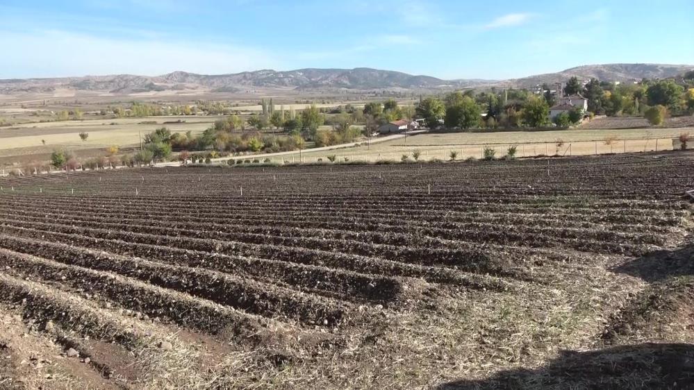 Amasya'da üretiliyor, dünyanın en pahalı baharatı olarak biliniyor.