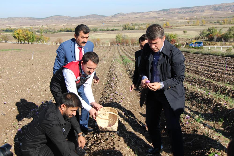 Hasat programına AK Parti İl Başkanı Galip Uzun ve Göynücek Kaymakamı Osman Demirgül ile diğer yetkililer de katıldı.