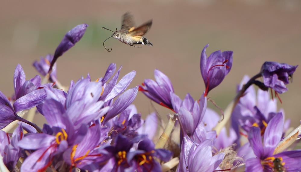 "SAKSIDA BİLE YETİŞTİRİLEBİLİR"
Amasya’da 23 dekar üretimi yapılan bu bitkinin gıda, tekstil, parfüm ile ilaç sanayisinde kullanıldığına değinen Kılıç, "Safran bitkisi çok değerli olduğu için sahteciliği yapılmaktadır. İlimizde yetiştiriciliği açısından önde gelen lokasyonlardan olduğu için üreticilerimizden güvenle safran bitkisi alınabilir. Yetiştirmesi çok meşakkatli de değildir. Tarlada, bahçede hatta saksı da bile yetiştirilebilir" diye konuştu.