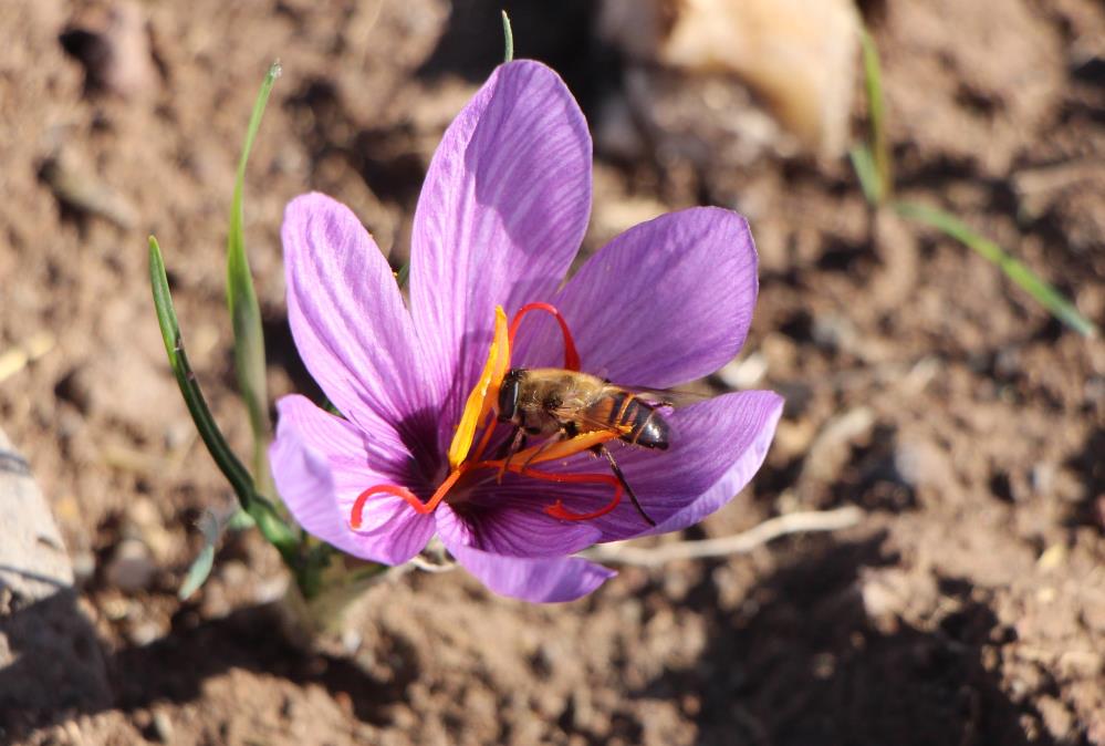 SAFRANIN GRAMI 500 TL'DEN SATILIYOR
Amasya İl Tarım ve Orman Müdürlüğü Bitkisel Üretim ve Bitki Sağlığı Şube Müdürü Sefa Kılıç, "Safran bitkisi üretimi yapıldığı yerlerde ‘kırmızı altın’ diye değerlendirilmektedir. 150 çiçeğin toplanmasıyla bir gram kuru safran elde edilmektedir. Dünyanın en pahalı baharat bitkisidir. Gramı 500 TL’den satılmaktadır" dedi.