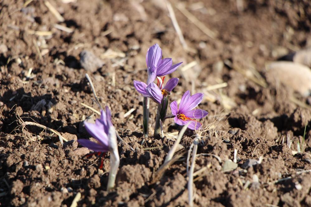 Amasya İl Tarım ve Orman Müdürlüğü yetkilileri, ‘kırmızı altın’ olarak adlandırılıp saksıda bile yetiştirilebilen bu ürünün sahtesine karşı uyardı.