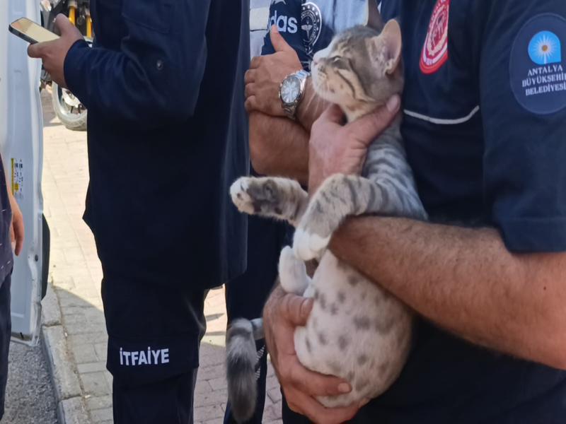 Kedi Haber Sondakika (5)