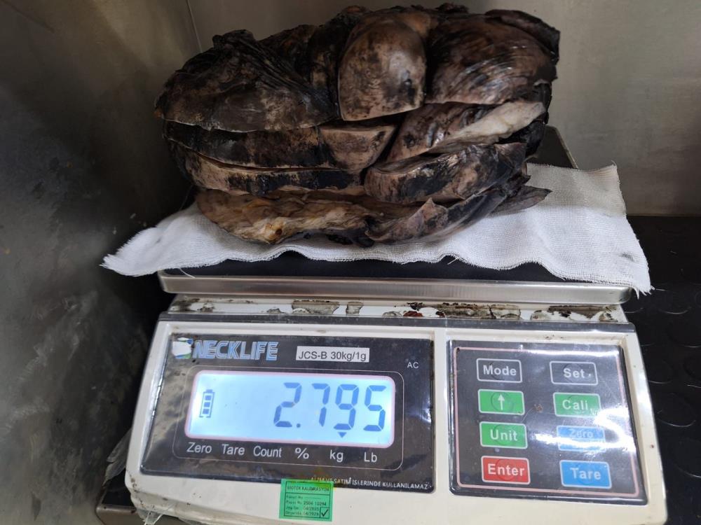 Tumor