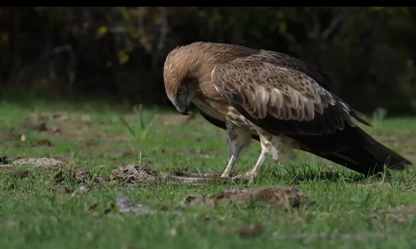 🦅🐍Kartal ile yılanın savaşı! O ilimizde kayda alındı