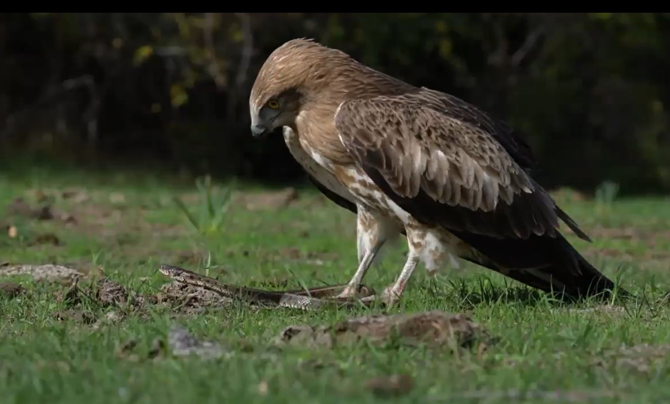 🦅🐍Kartal ile yılanın savaşı! O ilimizde kayda alındı