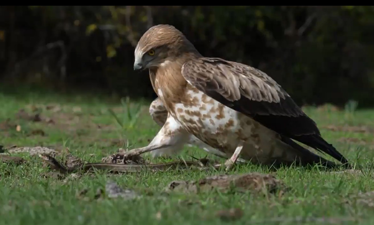 🦅🐍Kartal ile yılanın savaşı! O ilimizde kayda alındı