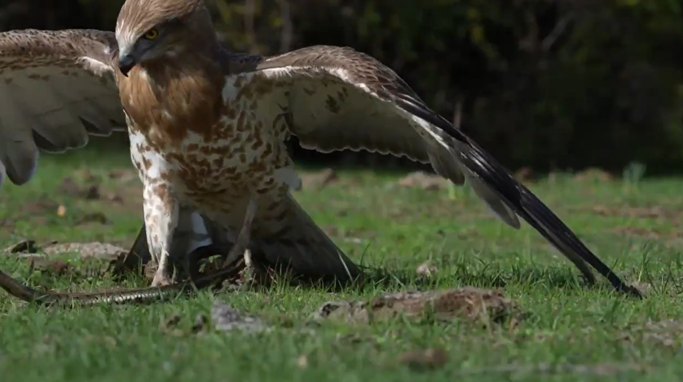 🦅🐍Kartal ile yılanın savaşı! O ilimizde kayda alındı
