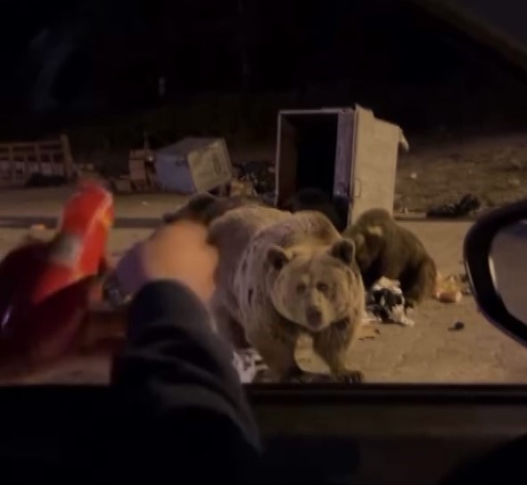 Bursa Ayı Uludağ Video