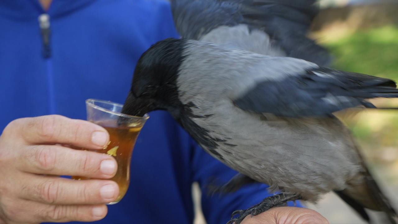Görenler şaşkına dönüyor! Bu karga çay içip, hamsi yiyor…