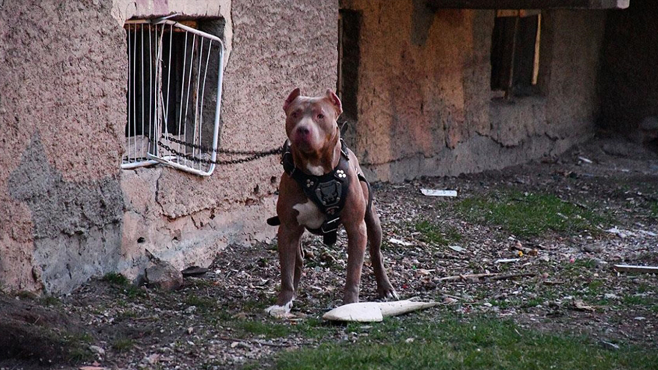 Pitbull saldırmıştı! Yeni gelişme yaşandı