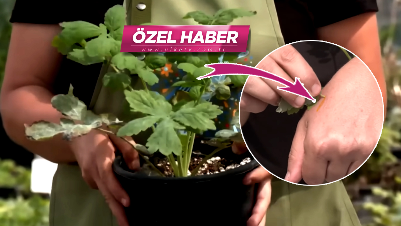 Bu bitkinin faydası saymakla bitmiyor! Göze şifası şaşırtıyor