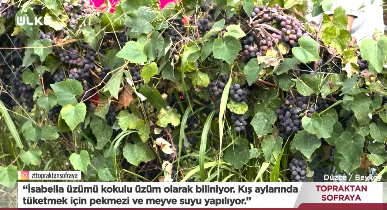 Topraktan Sofraya (1)-1