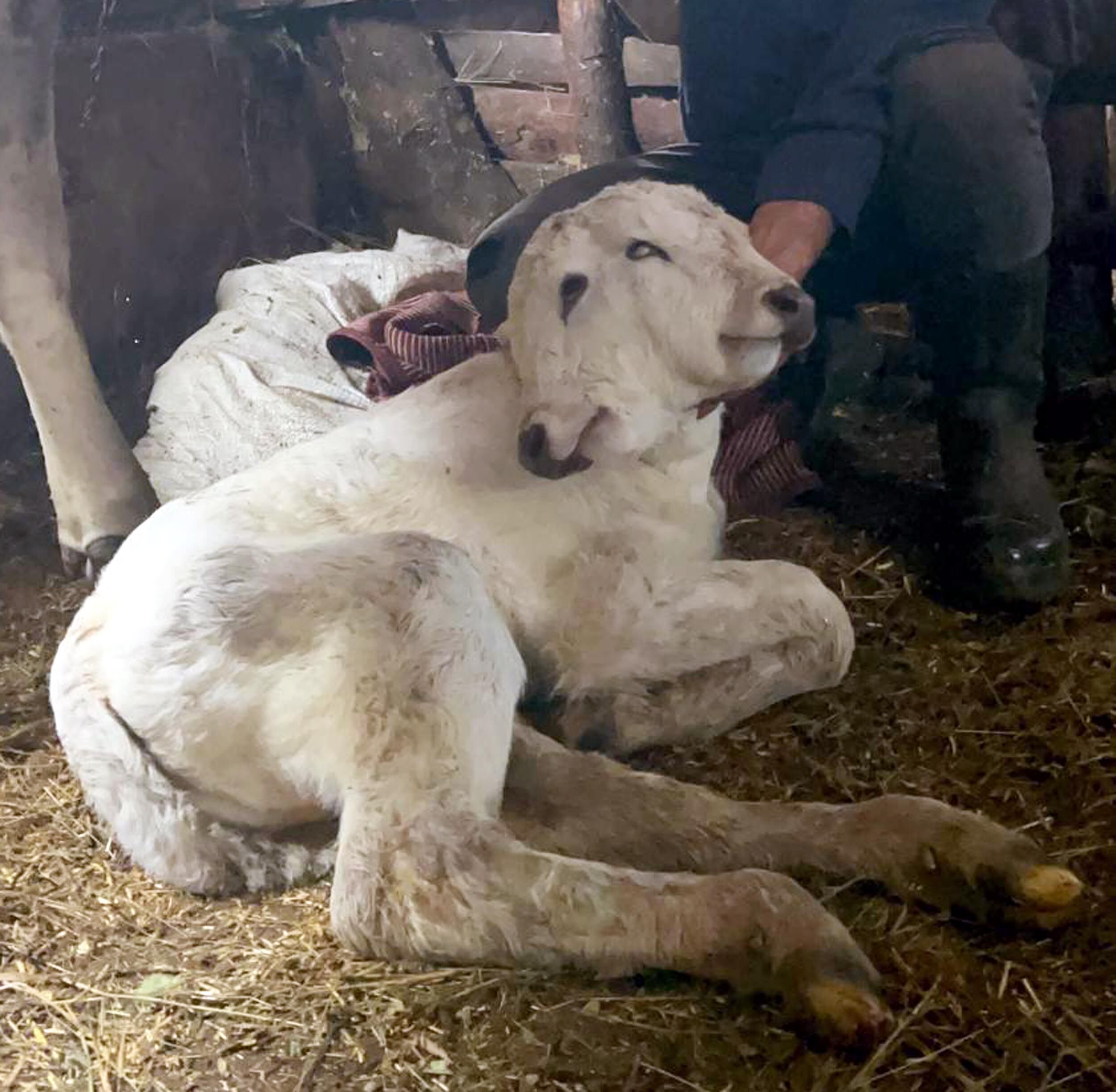 E R Z U R U M D A C I F T B A S L I B U Z A G I D U N Y A Y A G E L 1190027 353612