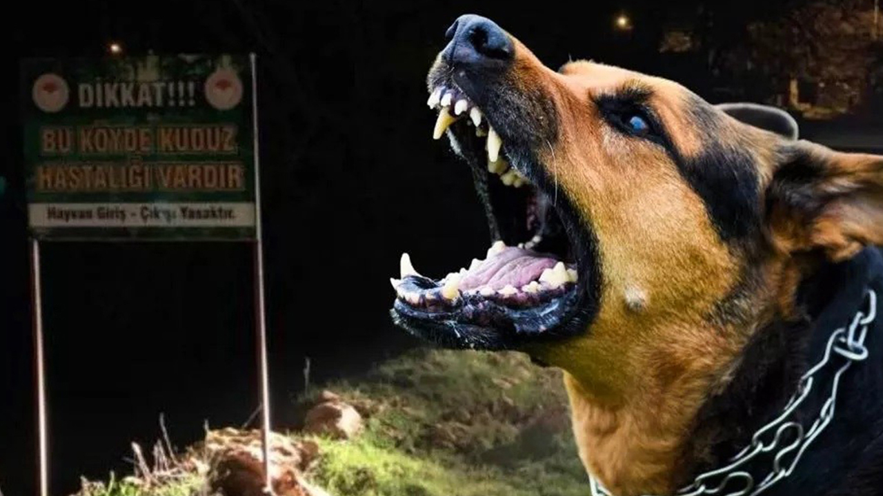 İstanbul'da "kuduz vakaları arttı" iddiaları! Valilikten açıklama