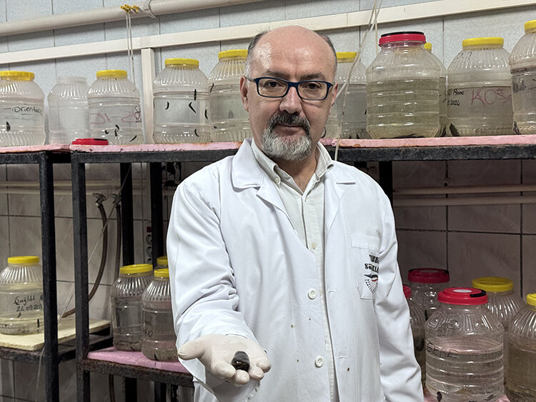 Suluk Yetistiriciligi