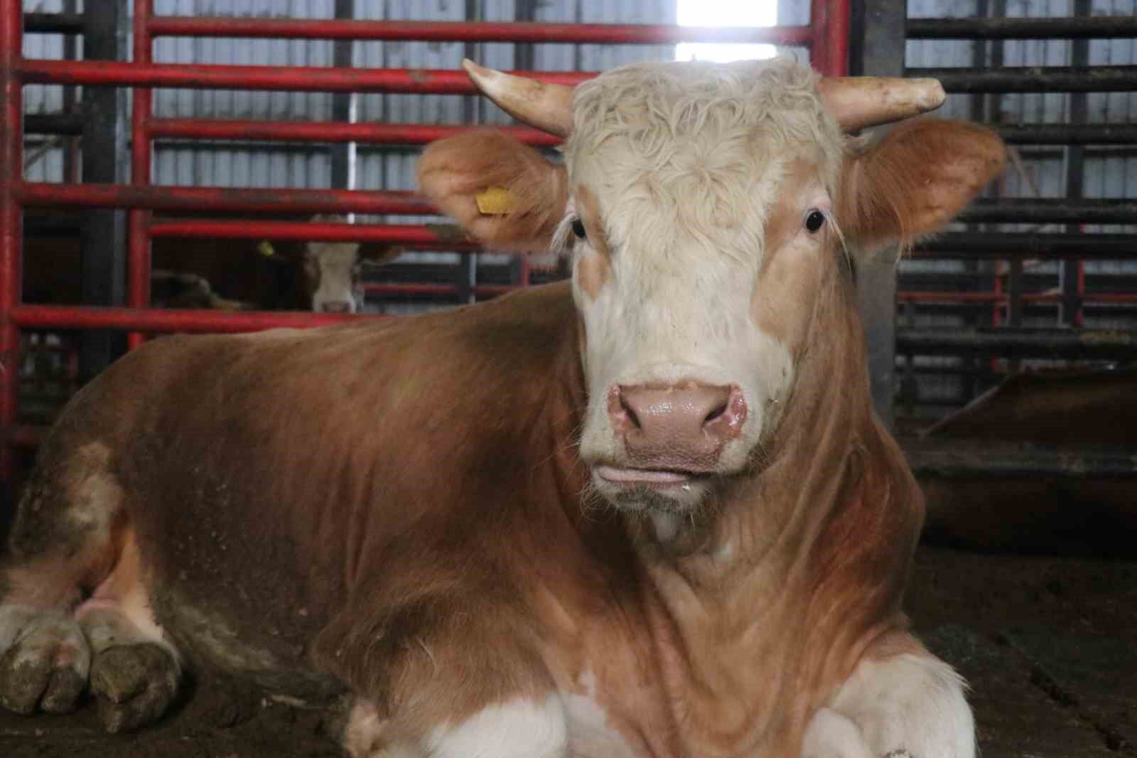 1,5 tonluk dev tosun fiyatı ile dudak uçuklattı