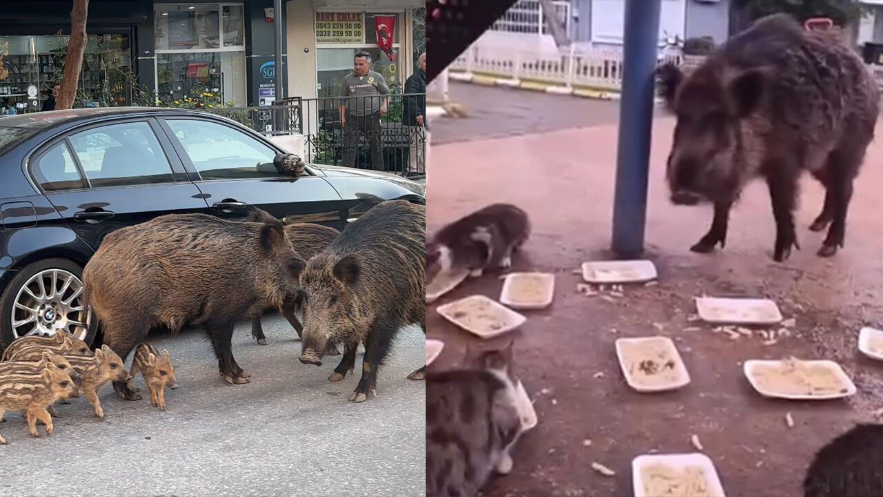 İzmir'de domuz istilası! CHP'li iş bilmezler izliyor