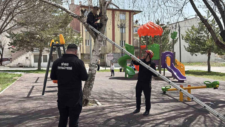 Sivas Park Top Ağaç Haberler Sondakika (2)