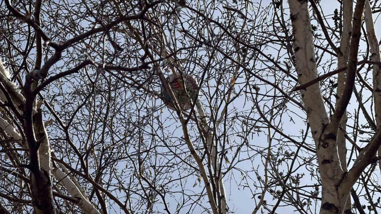 Sivas Park Top Ağaç Haberler Sondakika (3)