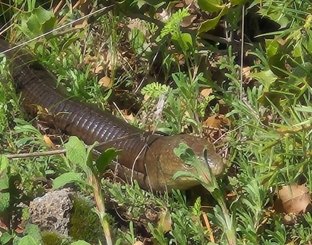 O ilimizde görüldü: Demir yılan...