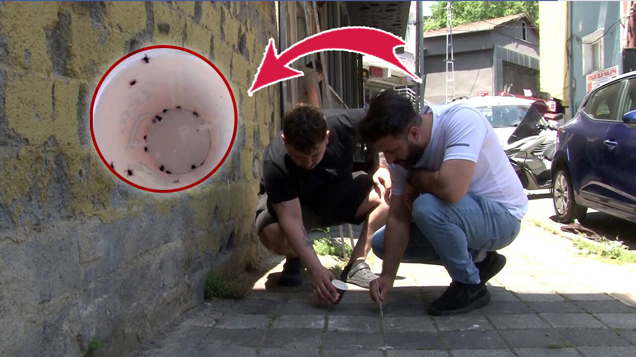 İstanbul'da kene alarmı! Mahalleyi istila ettiler
