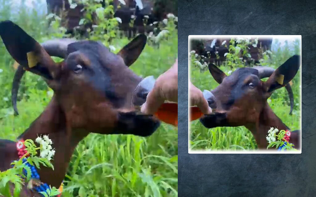 Keçi bardağındaki çaya ortak oldu 🐐☕